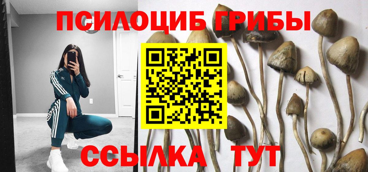 Псилоцибиновые грибы GOLDEN TEACHER  Амурск 
